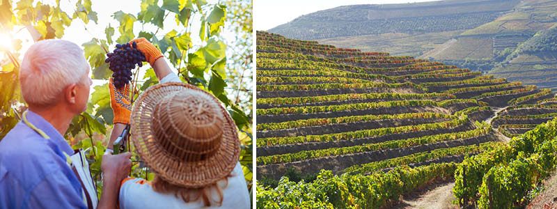 Vinrankor i Dourodalen och skördesäsong, i Portugal.